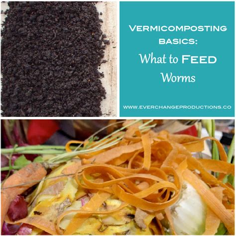 How To Feed Worms In Vermicomposting