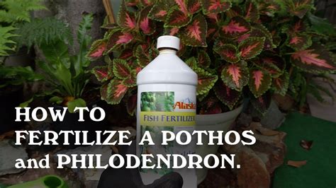 how to fertilize a philodendron