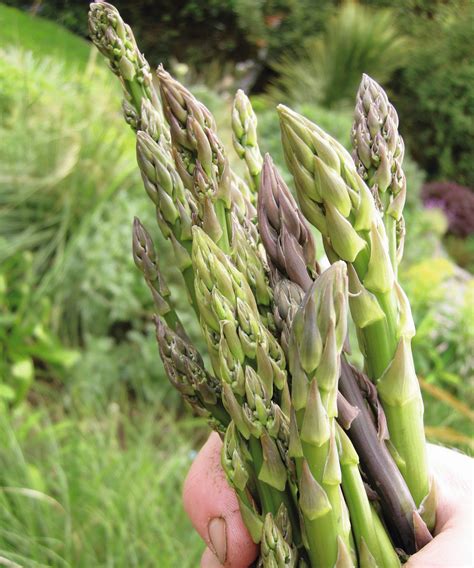 Asparagus Fertilizer » What, How & When to Feed