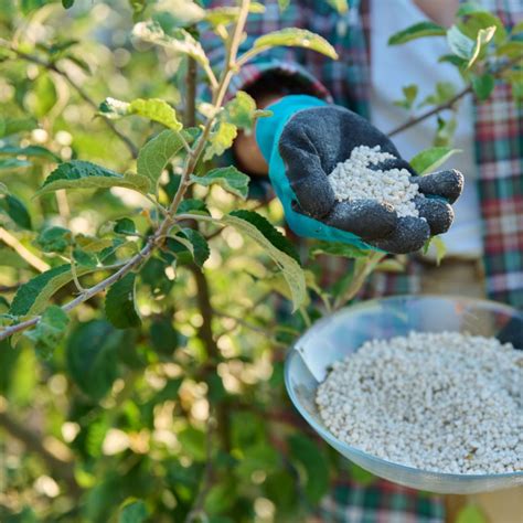 Fruit Tree Fertilizer How To Make And Apply Homemade Fertilizer
