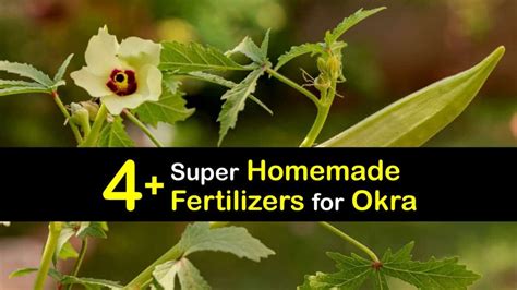 how to fertilize okra