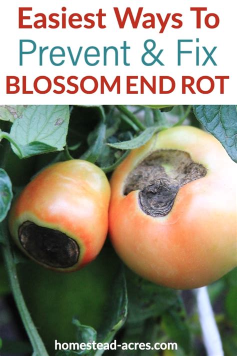 How to Fight Blossom End Rot In Tomatoes Farm Fit Living