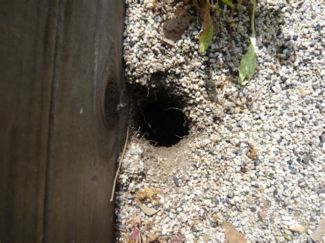 how to fill rat holes in garden