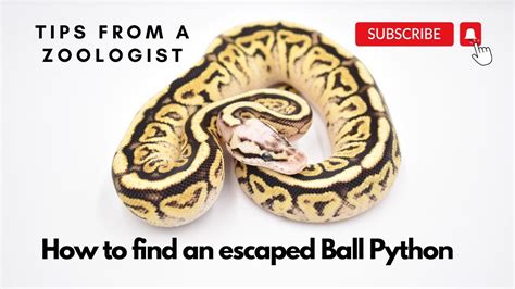 How To Find An Escaped Ball Python