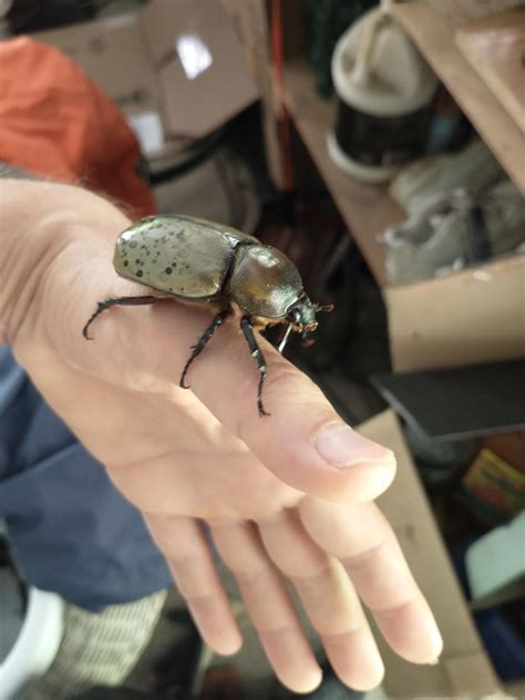how to find eastern hercules beetles