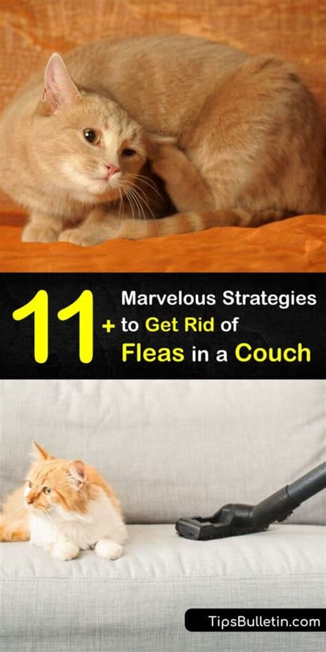 How To Find Fleas In Couch