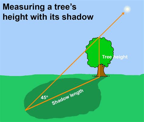 how to find height of tree using shadow