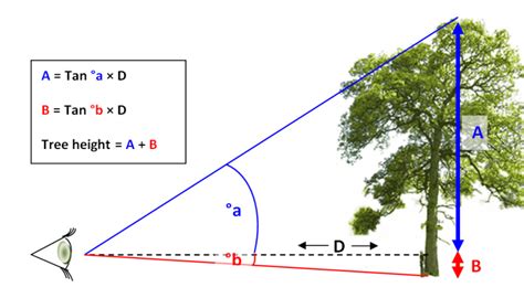 how to find height of tree using trigonometry