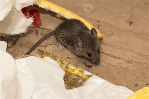 how to find mice in attic
