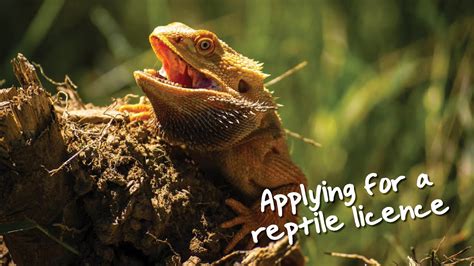 how to find my reptile licence number