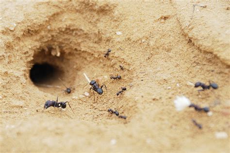 how to find out where ants are coming from