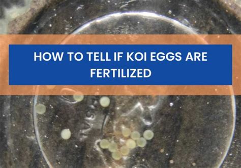 How To Fish Eggs Get Fertilized