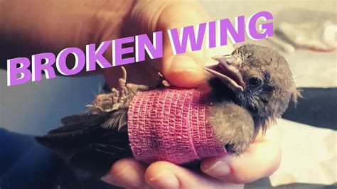 how to fix a broken wing