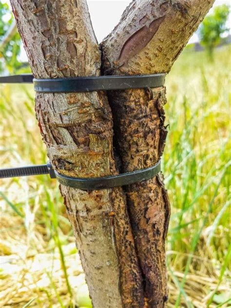 How To Fix A Broken Young Tree