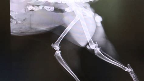 How To Fix A Cat's Broken Hip
