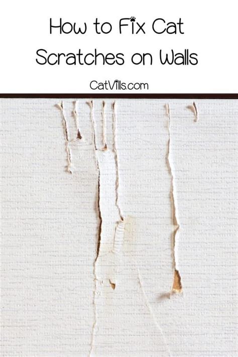 How To Fix A Cat Scratch