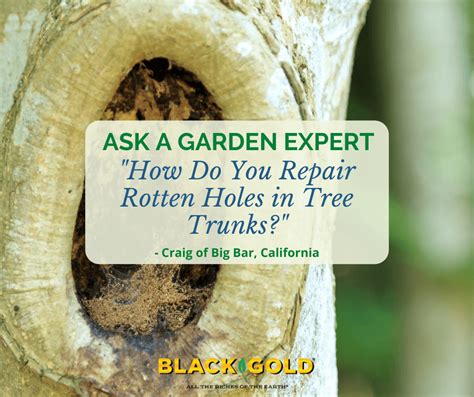 How To Fix A Hole In A Tree Trunk