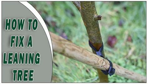 How To Fix A Tree Branch