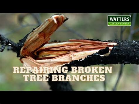 How To Fix Broken Branches Tree