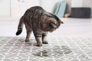 how to fix cat behavior problems peeing