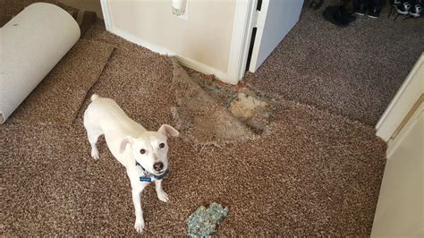 How To Fix Holes In Carpet From Dog