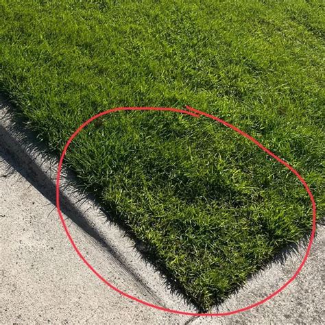 How To Fix Matted Artificial Grass