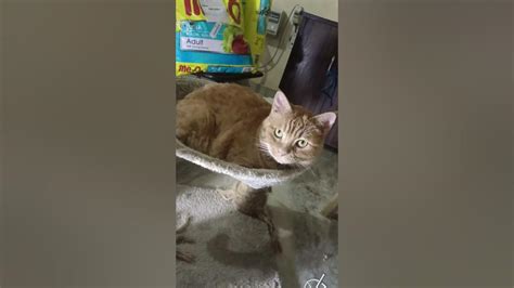 How To Fix Scratching Post