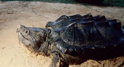 How To Fix Snapping Turtle