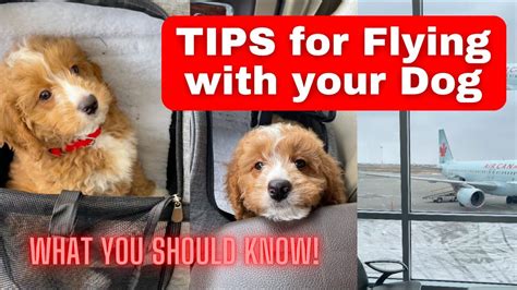 How To Fly With A Dog In Cabin