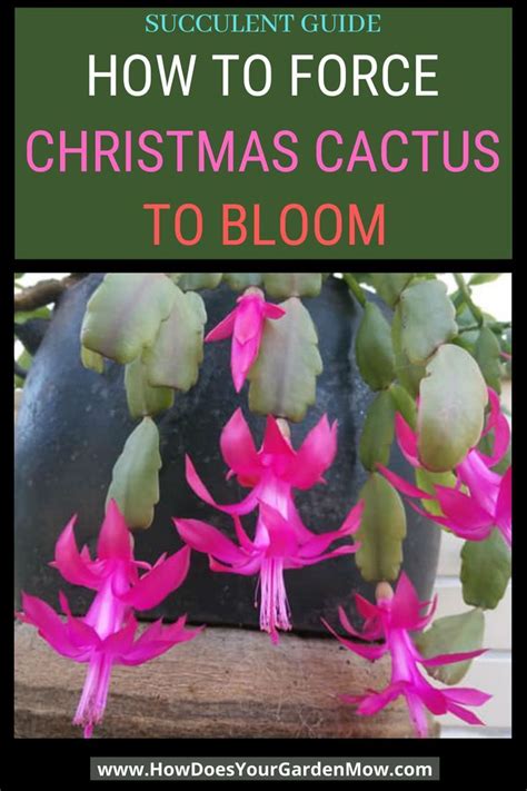 how to force a cactus to bloom