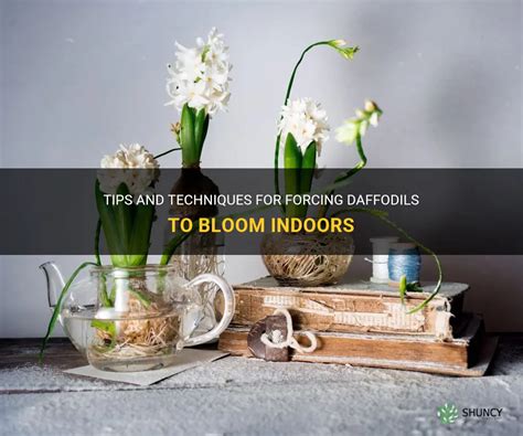 how to force cut daffodils to bloom indoors