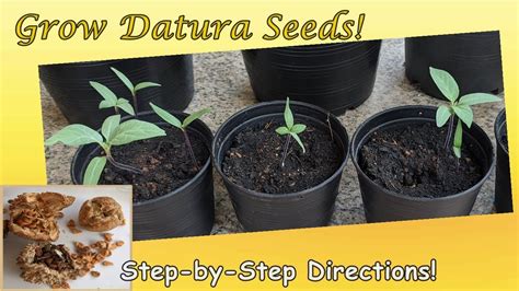 how to germinate datura seeds