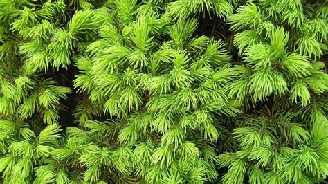 how to germinate norway spruce seeds