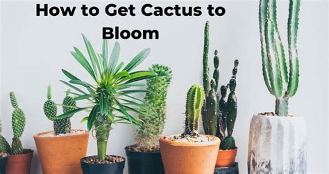 How To Get A Cactus Plant To Bloom