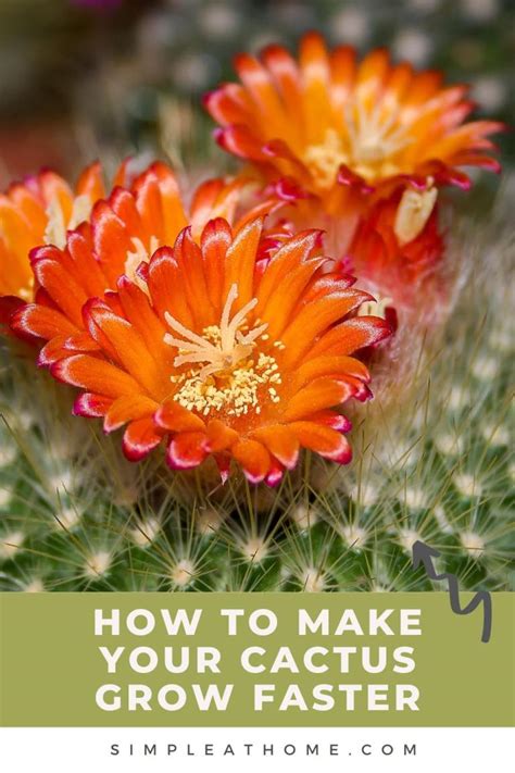 how to get a cactus to grow faster