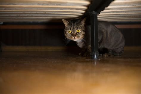How To Get A Cat From Under Bed