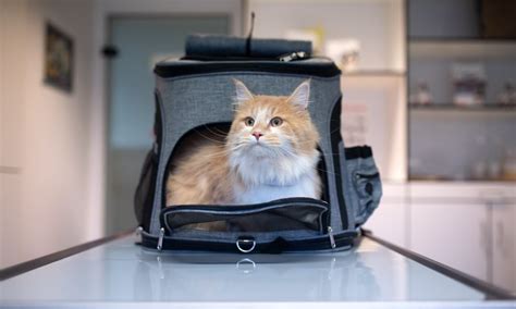 Soothing "Happy Cat" Cat Carrier w/ Comfy Plush Sleep Pillow Cat