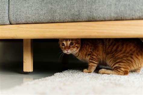 How To Get A Cat Out From Under A Deck