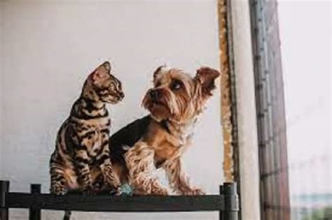 How To Get A Cat To Accept A Dog