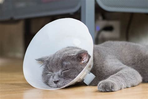 how to get a cat to keep their cone on
