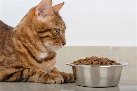 how to get a cat to stop eating everything