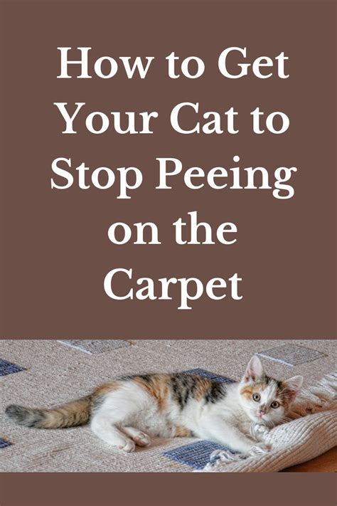 How To Get A Cat To Stop Peeing