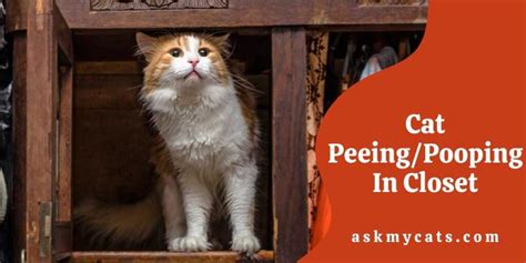 how to get a cat to stop peeing and pooping in the house