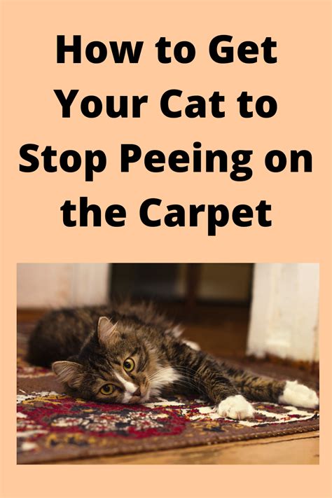 how to get a cat to stop peeing and pooping on carpet