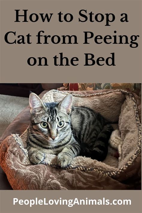 How To Get A Cat To Stop Peeing In The Bed