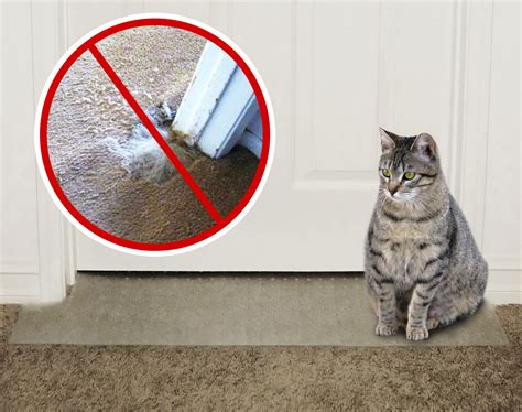 How To Get A Cat To Stop Picking At Carpet