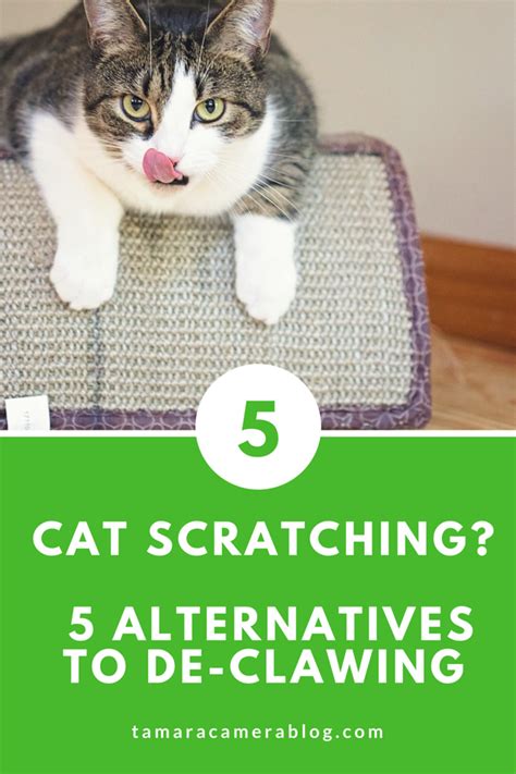 How To Get A Cat To Stop Scratching Themselves