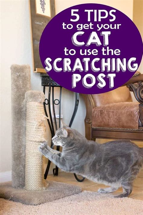 How To Get A Cat To Use Scratching Post