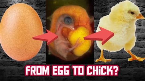 how to get a chick from an egg