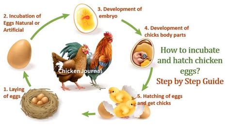 how to get a chick from an egg at home